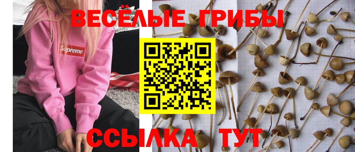 Фролово  как найти закладки  Вход с VPN  Галлюциногенные грибы прущие грибы 