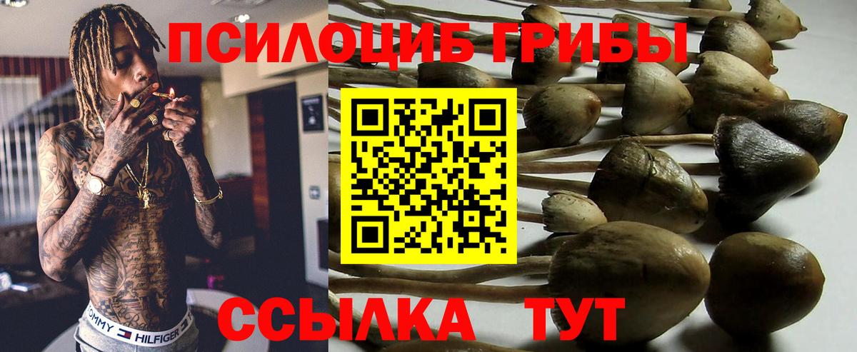Псилоцибиновые грибы Cubensis Фролово